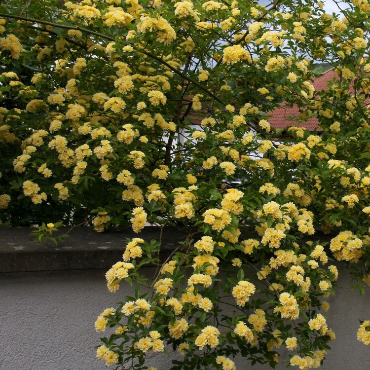 "Lấp đầy" sân nhà bằng cây cảnh siêu hoa, sắc nước hương trời, gia đình khỏe mạnh, bình an - Ảnh 6.