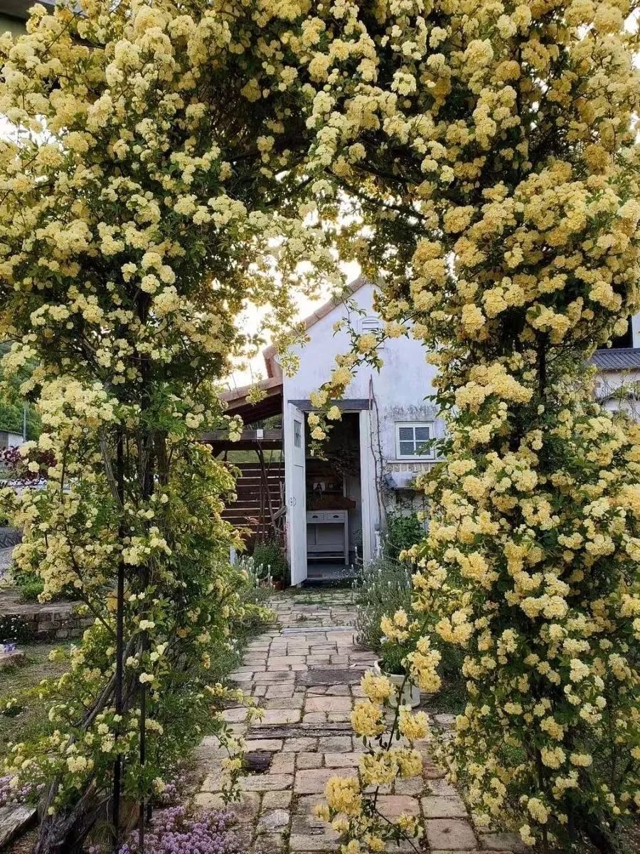 "Lấp đầy" sân nhà bằng cây cảnh siêu hoa, sắc nước hương trời, gia đình khỏe mạnh, bình an - Ảnh 3.