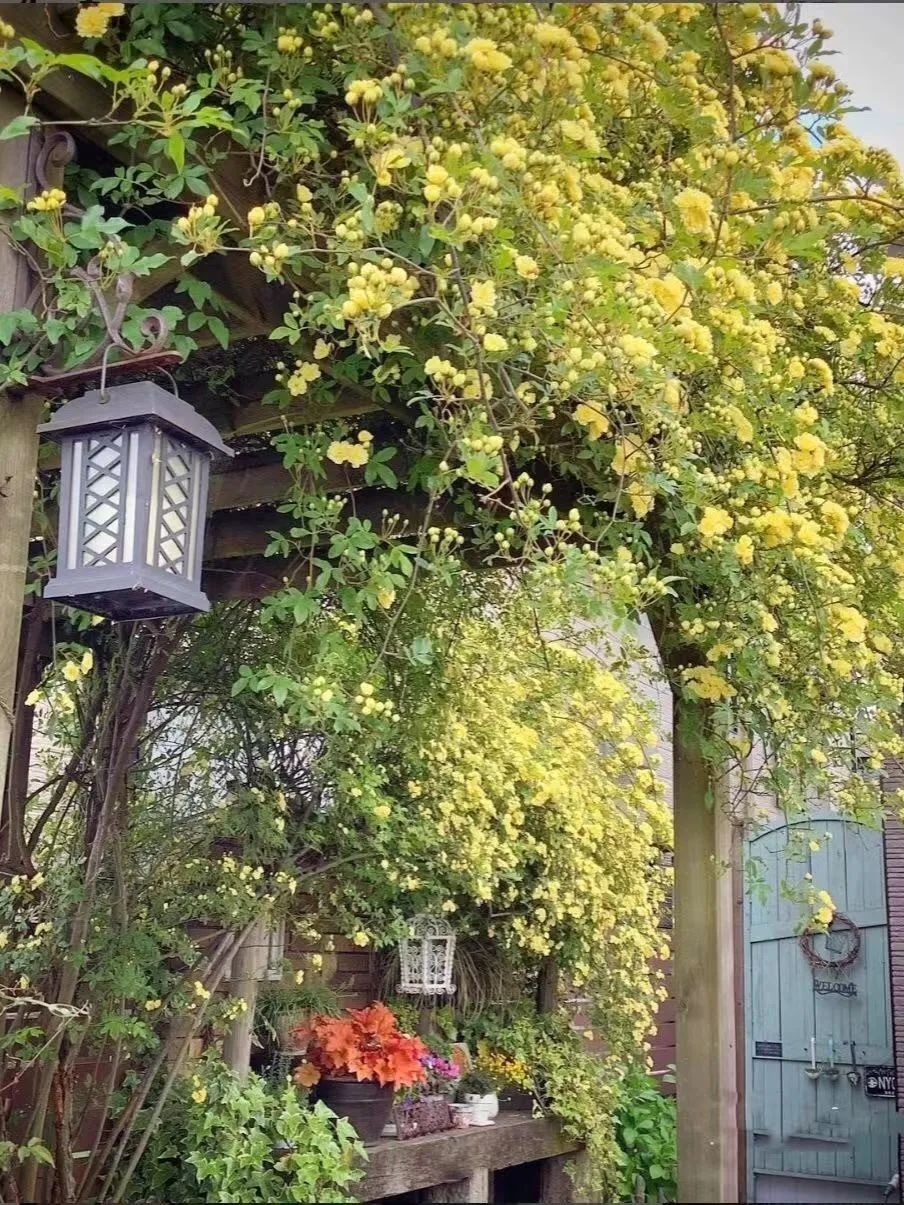 "Lấp đầy" sân nhà bằng cây cảnh siêu hoa, sắc nước hương trời, gia đình khỏe mạnh, bình an - Ảnh 9.