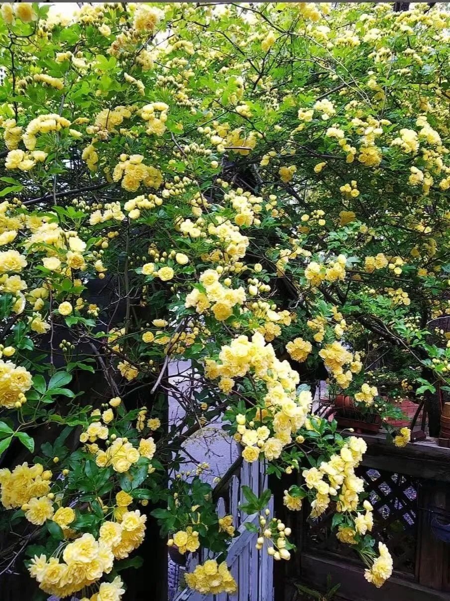 "Lấp đầy" sân nhà bằng cây cảnh siêu hoa, sắc nước hương trời, gia đình khỏe mạnh, bình an - Ảnh 5.