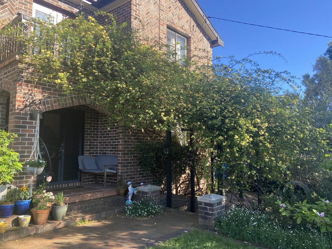 "Lấp đầy" sân nhà bằng cây cảnh siêu hoa, sắc nước hương trời, gia đình khỏe mạnh, bình an - Ảnh 12.