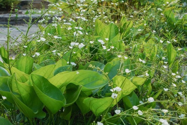 6 cây cảnh độc, đẹp nên trồng trong mùa thu, lá đẹp như hoa, thích hợp cho "tay mới" - Ảnh 15. 6 cây cảnh độc, đẹp nên trồng trong mùa thu, lá đẹp như hoa, thích hợp cho "tay mới" - Ảnh 15.