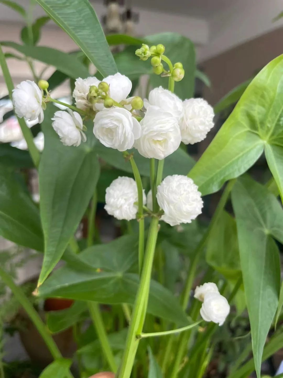 6 cây cảnh độc, đẹp nên trồng trong mùa thu, lá đẹp như hoa, thích hợp cho "tay mới" - Ảnh 16. 6 cây cảnh độc, đẹp nên trồng trong mùa thu, lá đẹp như hoa, thích hợp cho "tay mới" - Ảnh 16.