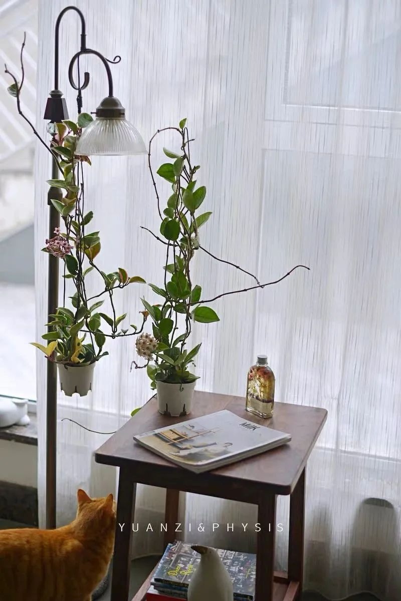 6 cây cảnh độc, đẹp nên trồng trong mùa thu, lá đẹp như hoa, thích hợp cho "tay mới" - Ảnh 14. 6 cây cảnh độc, đẹp nên trồng trong mùa thu, lá đẹp như hoa, thích hợp cho "tay mới" - Ảnh 14.