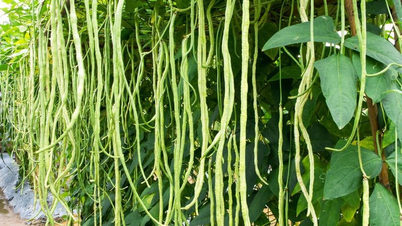 Quả này dài hơn nửa mét, giá cực rẻ lại giàu canxi có thể chống loãng xương, đem nấu kiểu này ngon khó cưỡng - Ảnh 1.