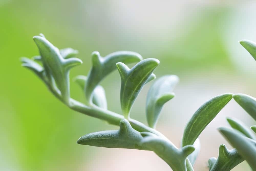 6 cây cảnh độc, đẹp nên trồng trong mùa thu, lá đẹp như hoa, thích hợp cho "tay mới" - Ảnh 7. 6 cây cảnh độc, đẹp nên trồng trong mùa thu, lá đẹp như hoa, thích hợp cho "tay mới" - Ảnh 7.
