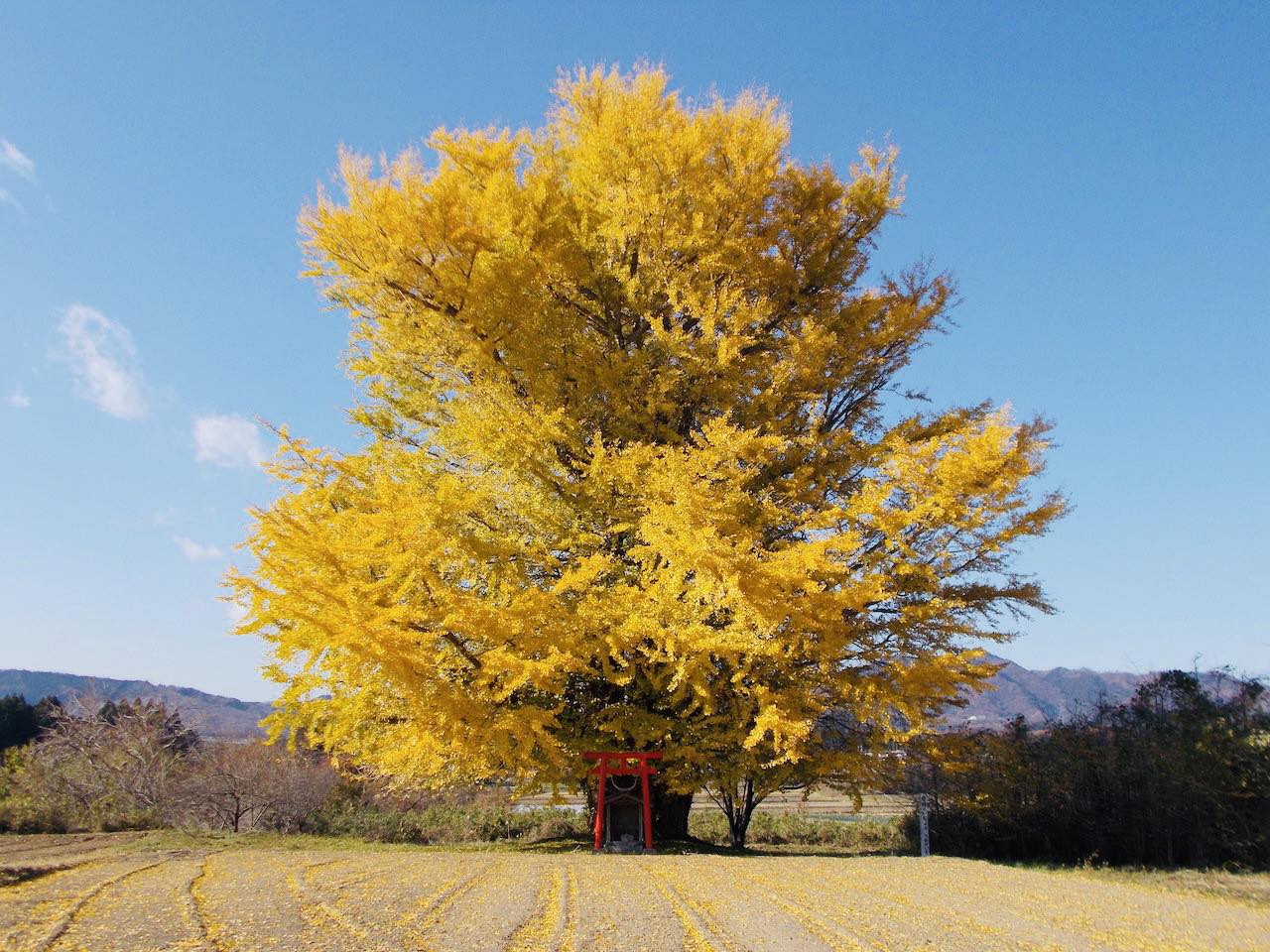 Người xưa dặn: "Nhà có 4 cây cảnh, con cháu muôn đời thịnh vượng", nuôi trăm năm vẫn tươi tốt, tài lộc dôi dư - Ảnh 4.
