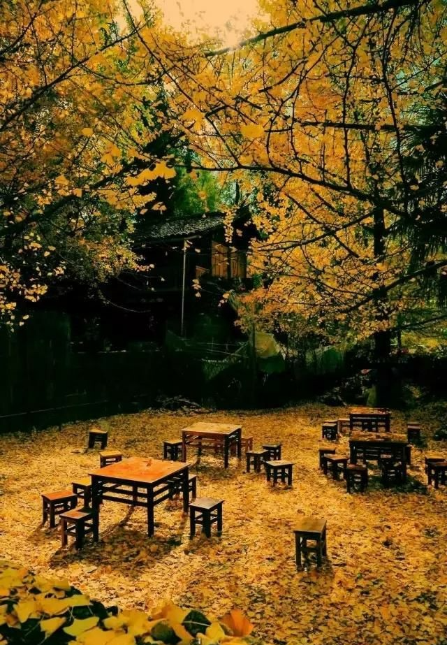 Người xưa dặn: "Nhà có 4 cây cảnh, con cháu muôn đời thịnh vượng", nuôi trăm năm vẫn tươi tốt, tài lộc dôi dư - Ảnh 3.