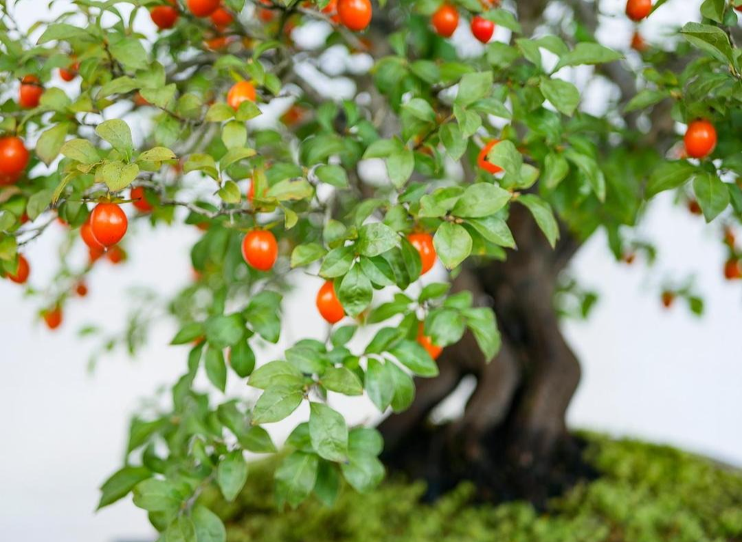 Người xưa dặn: "Nhà có 4 cây cảnh, con cháu muôn đời thịnh vượng", nuôi trăm năm vẫn tươi tốt, tài lộc dôi dư - Ảnh 11.