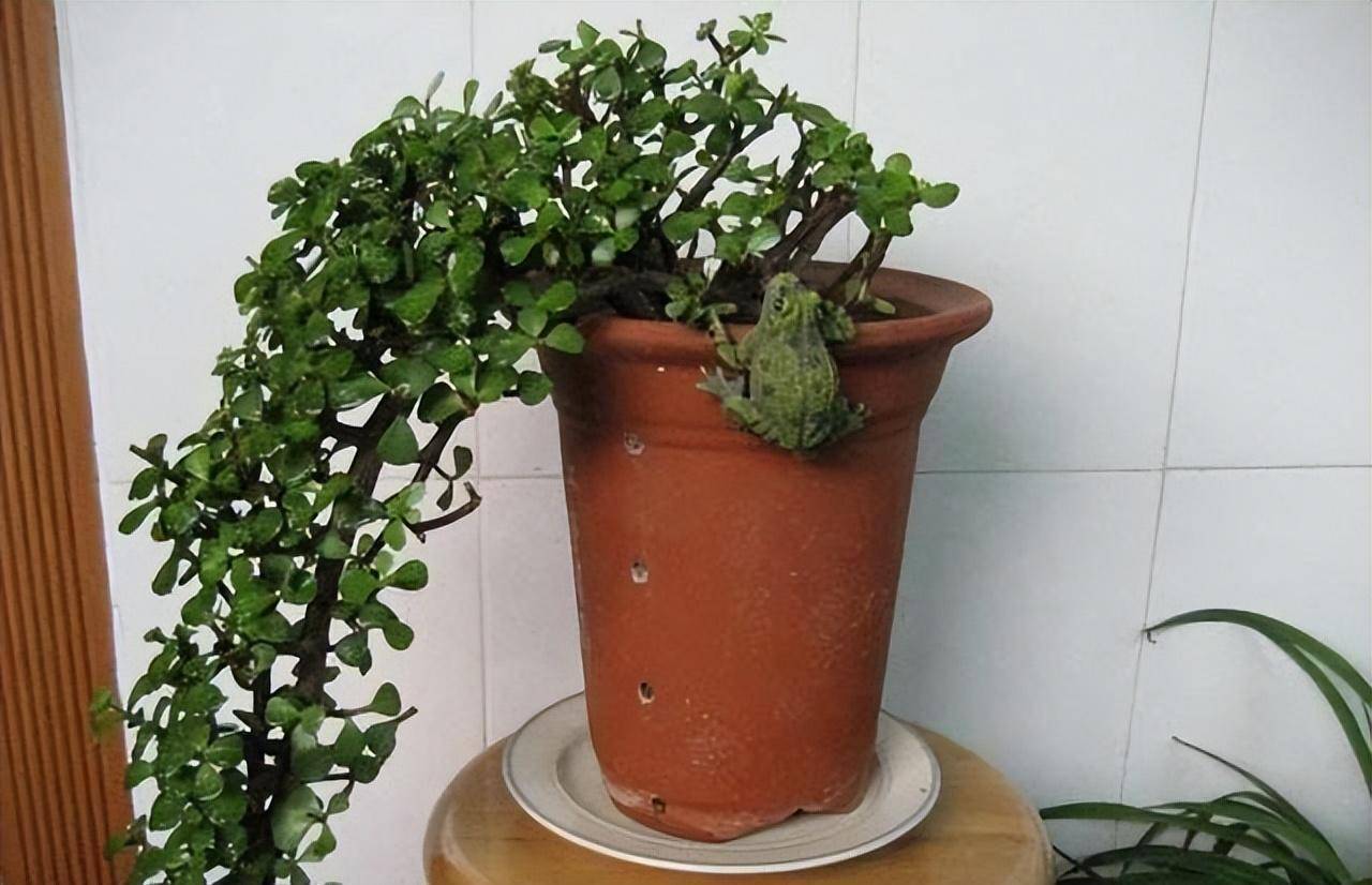 Người xưa dặn: "Nhà có 4 cây cảnh, con cháu muôn đời thịnh vượng", nuôi trăm năm vẫn tươi tốt, tài lộc dôi dư - Ảnh 6.