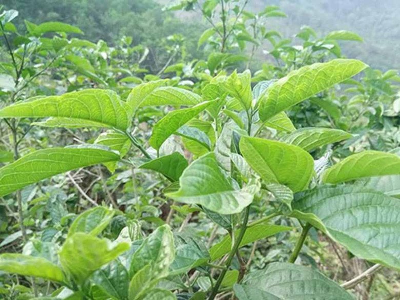 Cây mọc dại vô tội vạ được ví là nhân sâm rừng, rất sẵn ở Việt Nam, 200.000đ/kg - Ảnh 5. Cây mọc dại vô tội vạ được ví là nhân sâm rừng, rất sẵn ở Việt Nam, 200.000đ/kg - Ảnh 5.