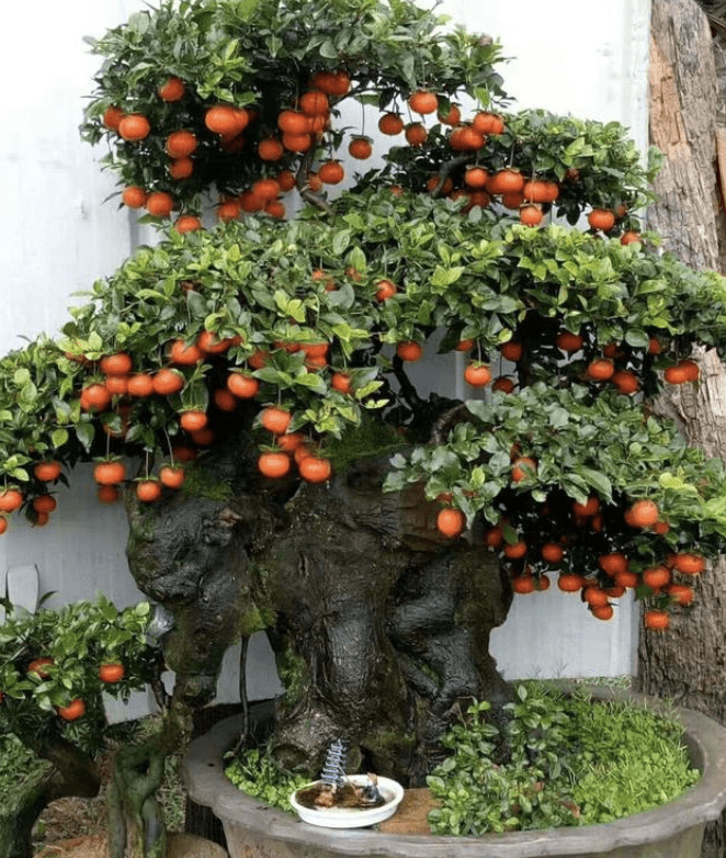 Người xưa dặn: "Nhà có 4 cây cảnh, con cháu muôn đời thịnh vượng", nuôi trăm năm vẫn tươi tốt, tài lộc dôi dư - Ảnh 10.