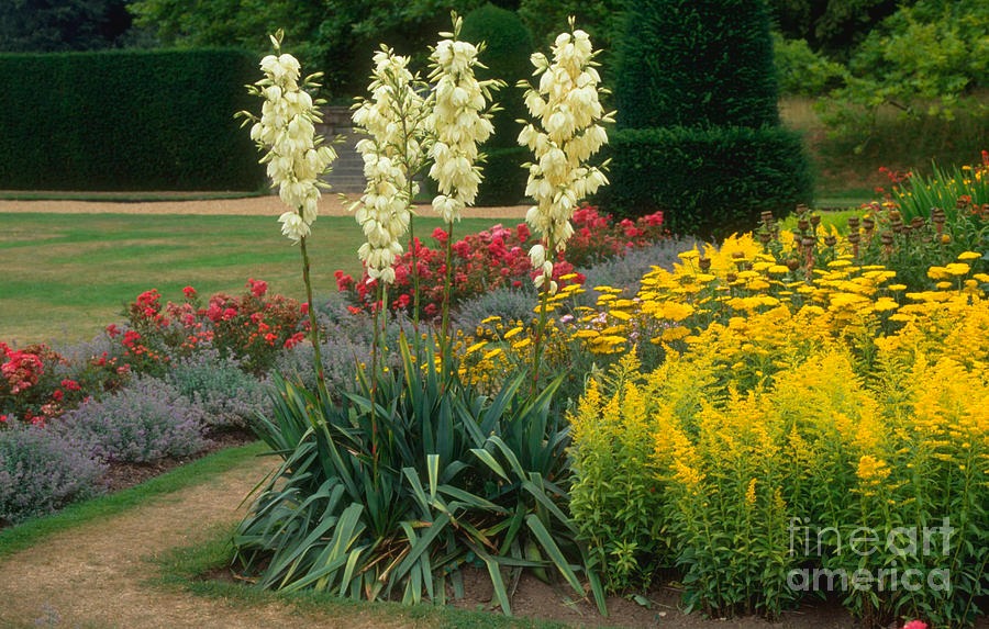 Người xưa dặn: "Nhà có 4 cây cảnh, con cháu muôn đời thịnh vượng", nuôi trăm năm vẫn tươi tốt, tài lộc dôi dư - Ảnh 9.