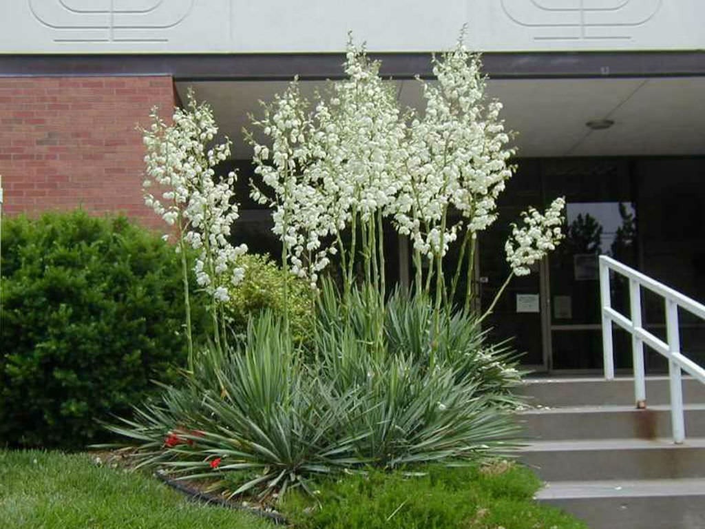 Người xưa dặn: "Nhà có 4 cây cảnh, con cháu muôn đời thịnh vượng", nuôi trăm năm vẫn tươi tốt, tài lộc dôi dư - Ảnh 7.