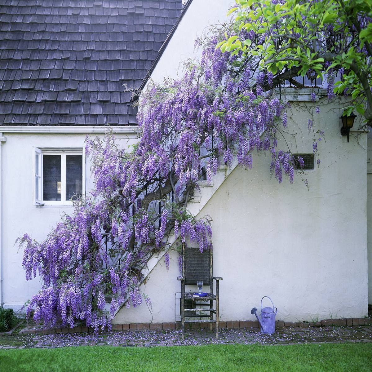Người xưa dặn: "Nhà có 4 cây cảnh, con cháu muôn đời thịnh vượng", nuôi trăm năm vẫn tươi tốt, tài lộc dôi dư - Ảnh 1.