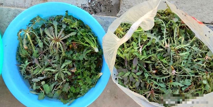 Loại rau dại có "giá trị vàng", toàn thân đều là kho báu, nấu canh trứng thơm ngon, giảm khô nóng trong người - Ảnh 6.