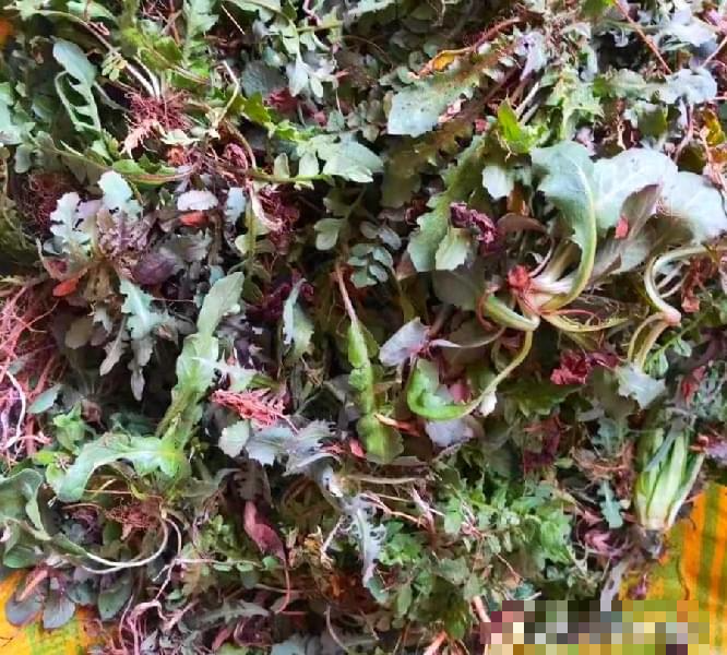 Loại rau dại có "giá trị vàng", toàn thân đều là kho báu, nấu canh trứng thơm ngon, giảm khô nóng trong người - Ảnh 4.