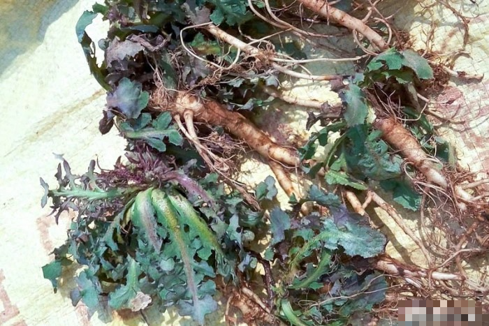 Loại rau dại có "giá trị vàng", toàn thân đều là kho báu, nấu canh trứng thơm ngon, giảm khô nóng trong người - Ảnh 3.