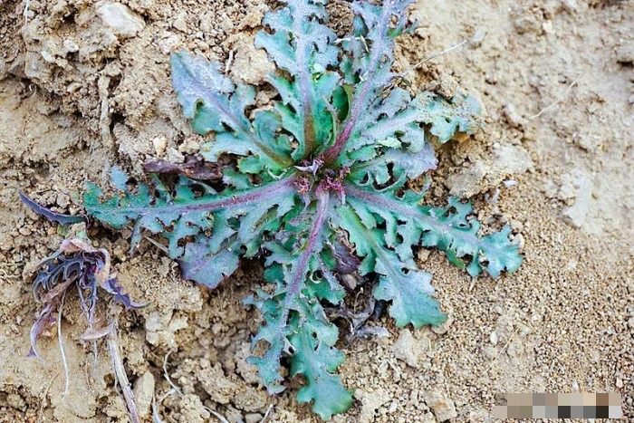 Loại rau dại có "giá trị vàng", toàn thân đều là kho báu, nấu canh trứng thơm ngon, giảm khô nóng trong người - Ảnh 2.