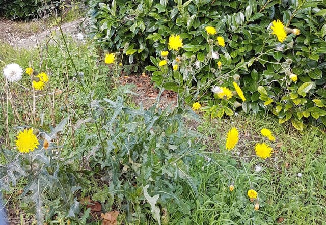 Loại rau dại có "giá trị vàng", toàn thân đều là kho báu, nấu canh trứng thơm ngon, giảm khô nóng trong người - Ảnh 1.