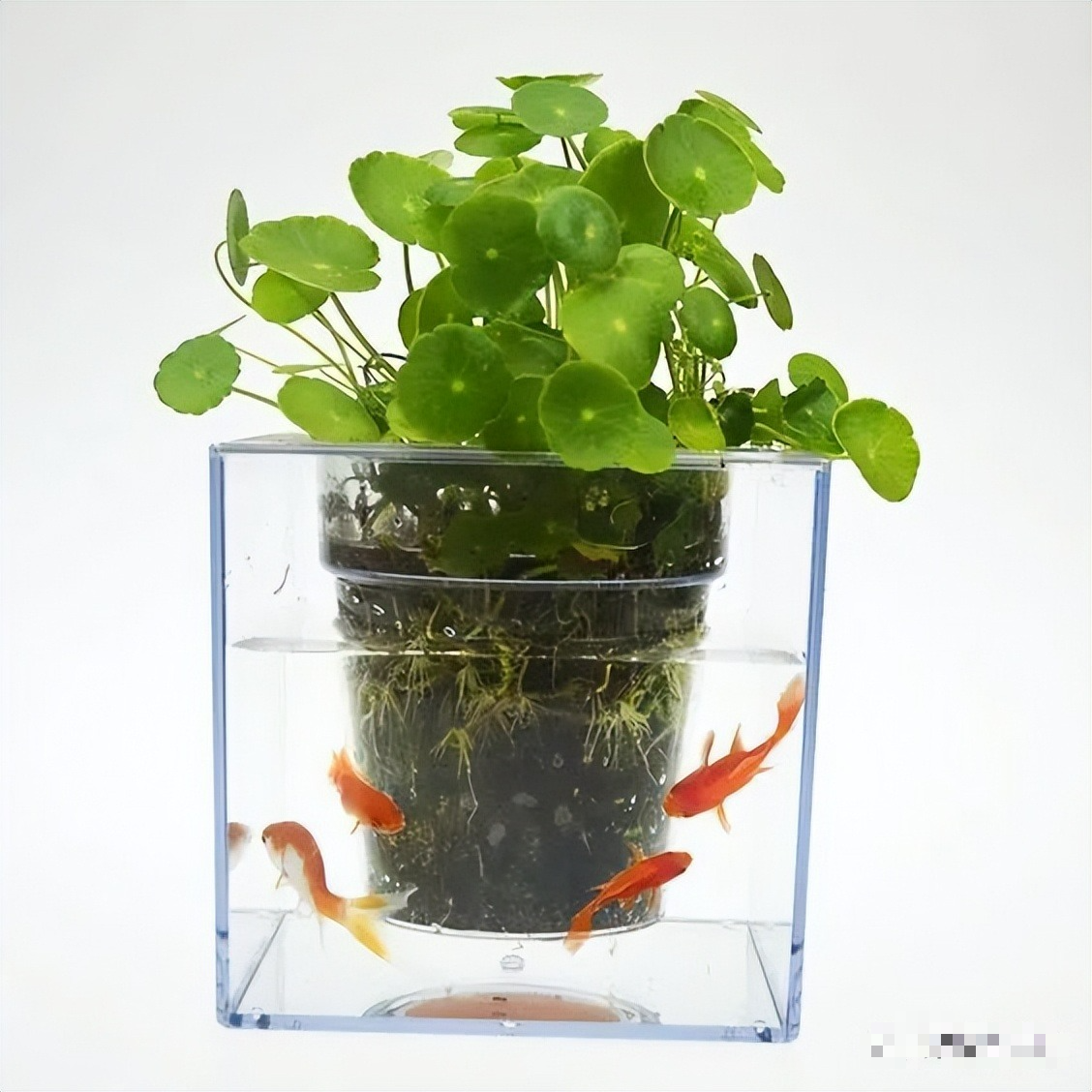 Nghe tên cây cảnh đã thấy tiền bạc, lộc lá, trồng trong nhà xanh tươi rực rỡ, gia chủ làm ăn phát đạt - Ảnh 5.