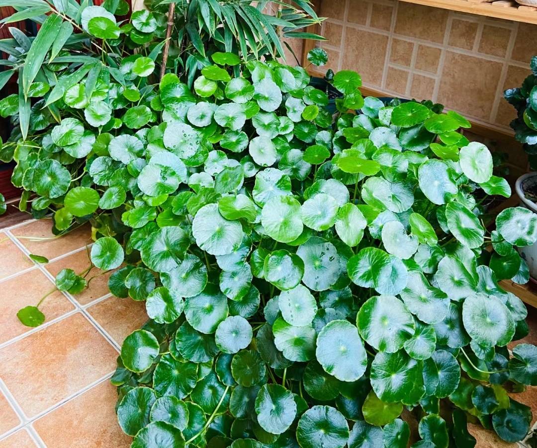 Nghe tên cây cảnh đã thấy tiền bạc, lộc lá, trồng trong nhà xanh tươi rực rỡ, gia chủ làm ăn phát đạt - Ảnh 7.