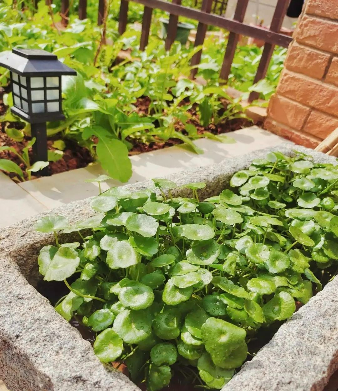 Nghe tên cây cảnh đã thấy tiền bạc, lộc lá, trồng trong nhà xanh tươi rực rỡ, gia chủ làm ăn phát đạt - Ảnh 6.