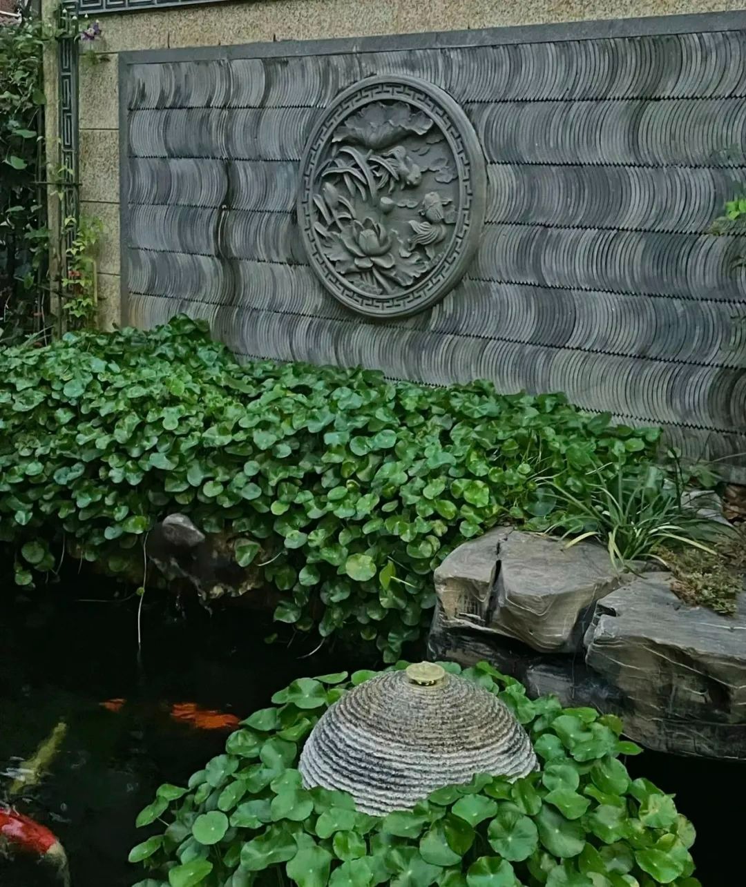 Nghe tên cây cảnh đã thấy tiền bạc, lộc lá, trồng trong nhà xanh tươi rực rỡ, gia chủ làm ăn phát đạt - Ảnh 3.