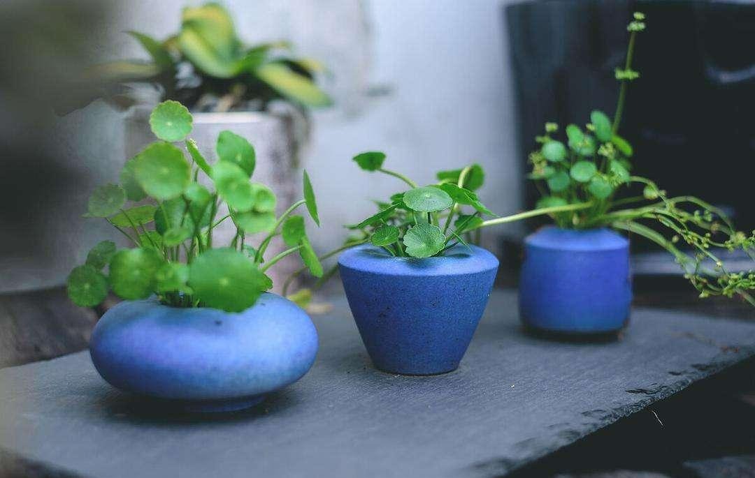 Nghe tên cây cảnh đã thấy tiền bạc, lộc lá, trồng trong nhà xanh tươi rực rỡ, gia chủ làm ăn phát đạt - Ảnh 4.