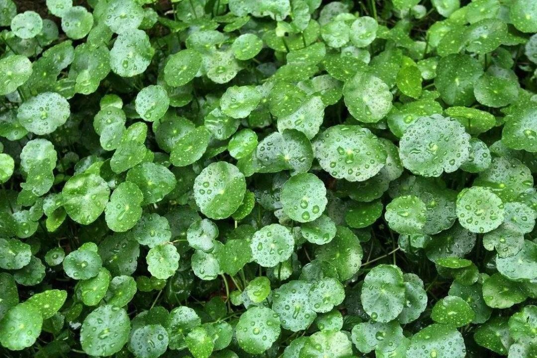 Nghe tên cây cảnh đã thấy tiền bạc, lộc lá, trồng trong nhà xanh tươi rực rỡ, gia chủ làm ăn phát đạt - Ảnh 1.