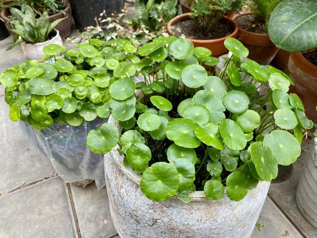 Nghe tên cây cảnh đã thấy tiền bạc, lộc lá, trồng trong nhà xanh tươi rực rỡ, gia chủ làm ăn phát đạt - Ảnh 2.