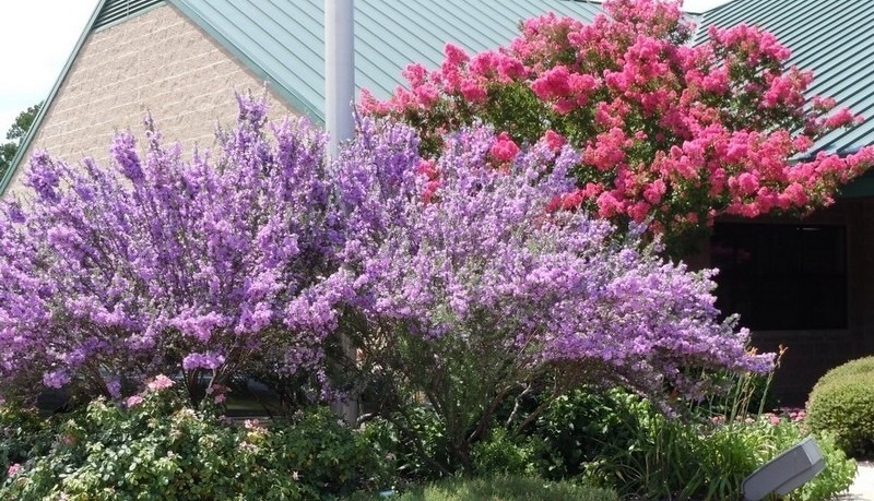 Xao xuyến với cây cảnh lá màu tro, hoa màu oải hương tuyệt đẹp, trồng tại nhà mang lại bình yên, may mắn - Ảnh 10.