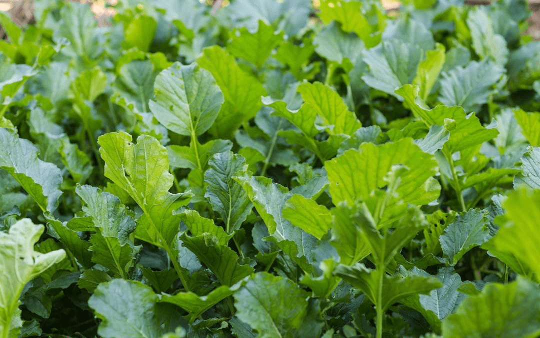 Loại rau không chỉ ăn củ, lá cực kỳ giàu dinh dưỡng, canxi gấp 4 lần sữa, phơi khô, hầm thịt rất ngon - Ảnh 3.