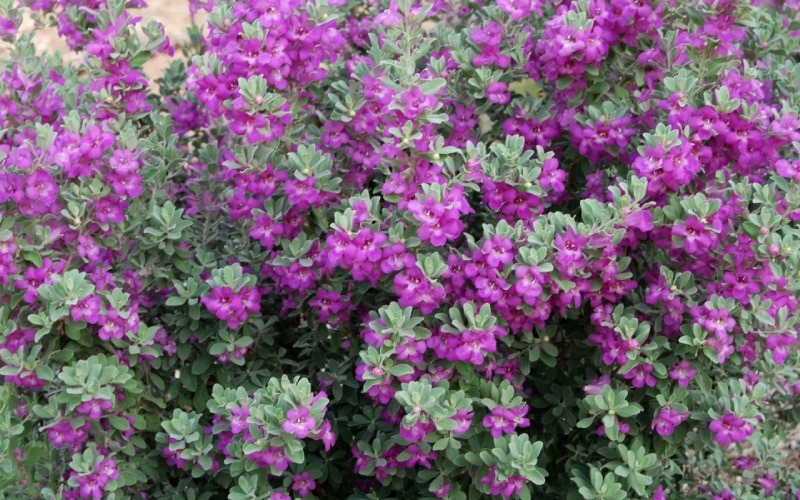 Xao xuyến với cây cảnh lá màu tro, hoa màu oải hương tuyệt đẹp, trồng tại nhà mang lại bình yên, may mắn - Ảnh 8.