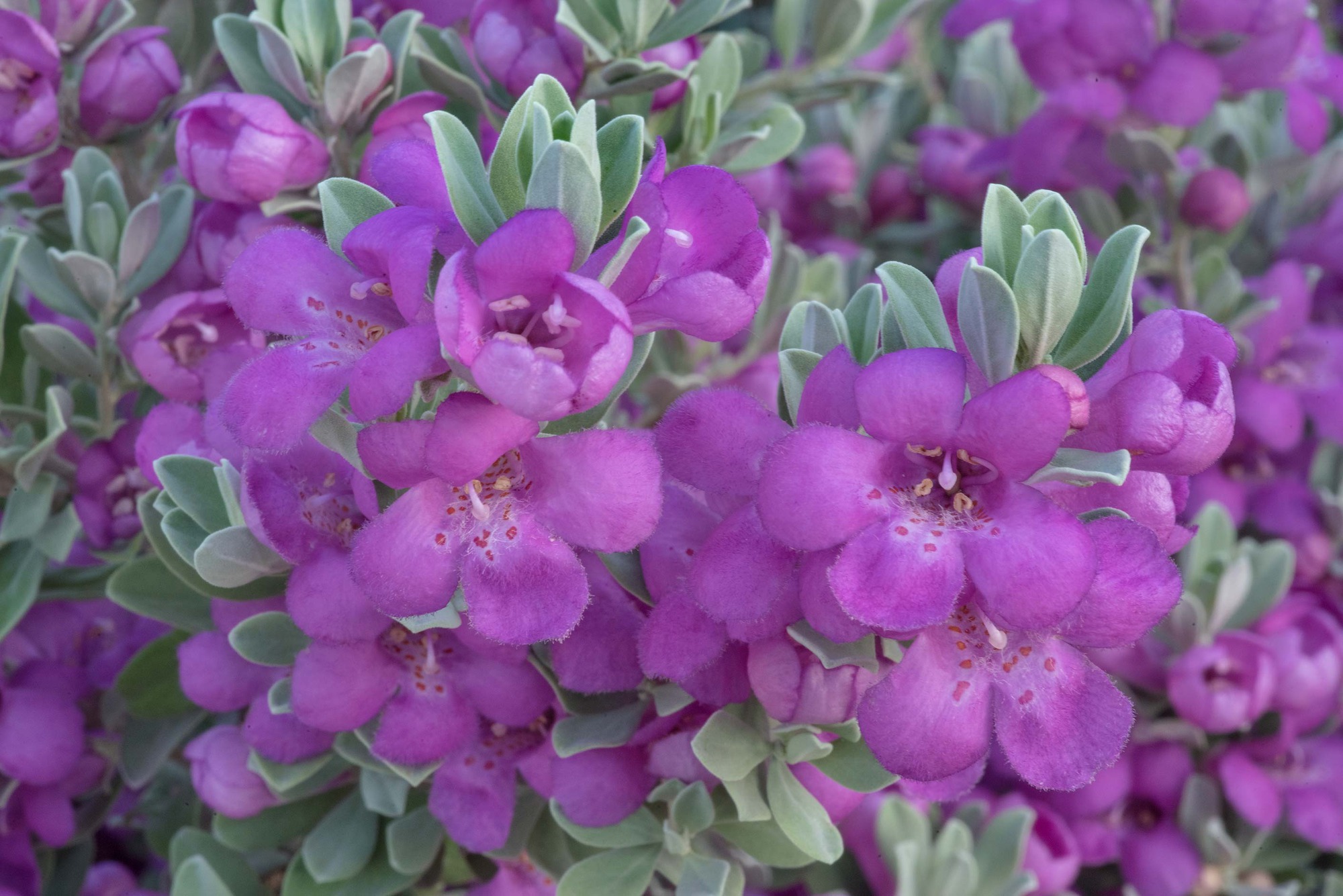 Xao xuyến với cây cảnh lá màu tro, hoa màu oải hương tuyệt đẹp, trồng tại nhà mang lại bình yên, may mắn - Ảnh 5.