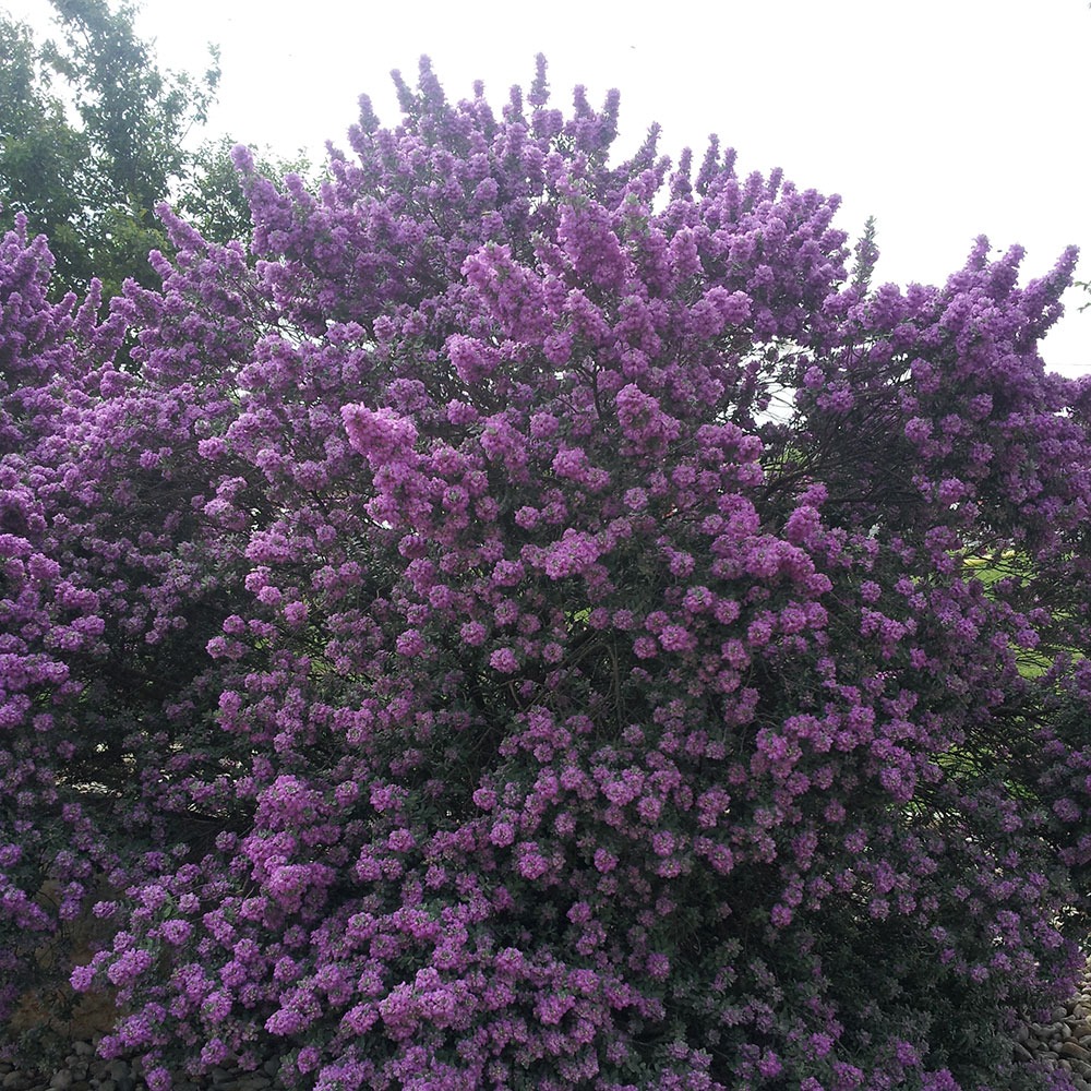 Xao xuyến với cây cảnh lá màu tro, hoa màu oải hương tuyệt đẹp, trồng tại nhà mang lại bình yên, may mắn - Ảnh 4.