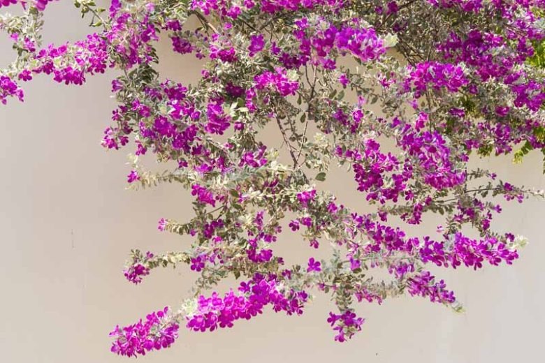 Xao xuyến với cây cảnh lá màu tro, hoa màu oải hương tuyệt đẹp, trồng tại nhà mang lại bình yên, may mắn - Ảnh 9.