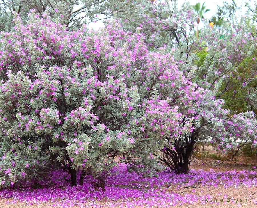 Xao xuyến với cây cảnh lá màu tro, hoa màu oải hương tuyệt đẹp, trồng tại nhà mang lại bình yên, may mắn - Ảnh 1.