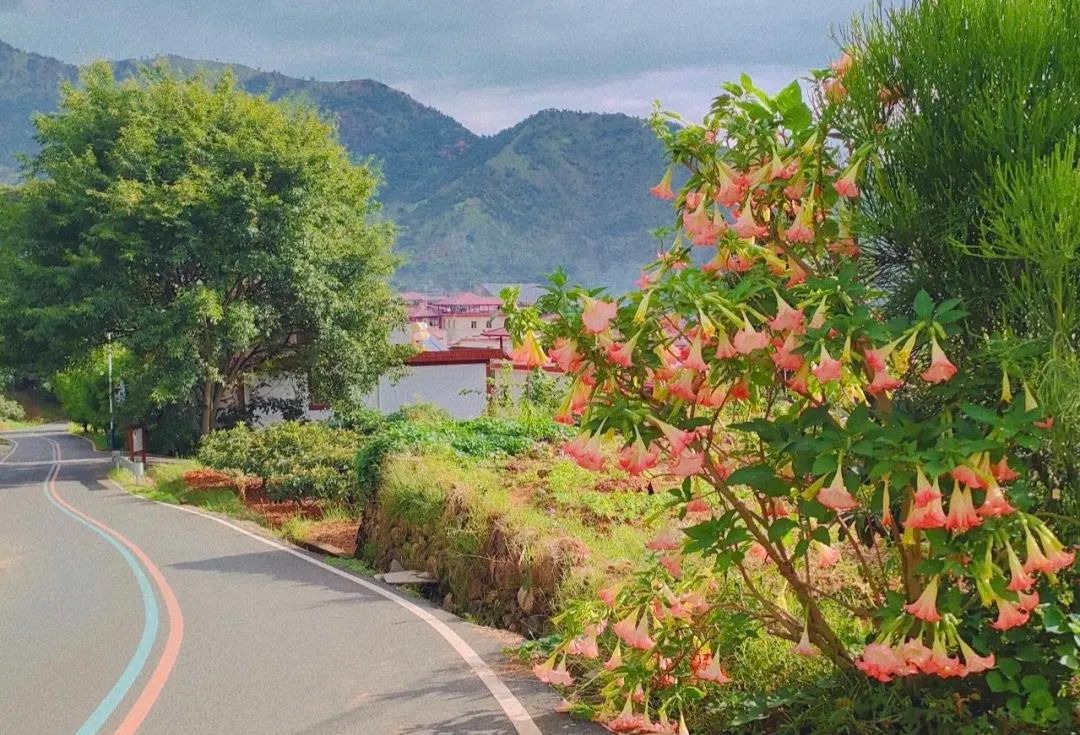 Những loài hoa "gọi ma", đẹp rực rỡ, ma mị nhưng lại có độc cần thận trọng khi trồng - Ảnh 3.