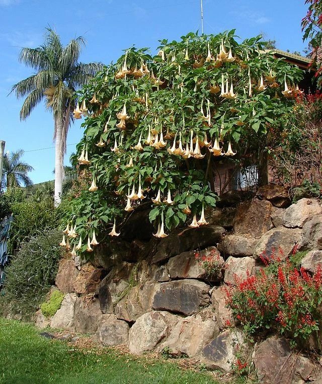 Những loài hoa "gọi ma", đẹp rực rỡ, ma mị nhưng lại có độc cần thận trọng khi trồng - Ảnh 4.