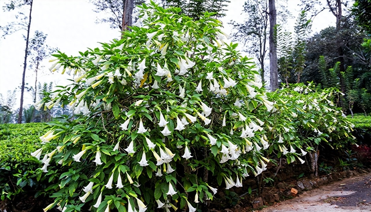 Những loài hoa "gọi ma", đẹp rực rỡ, ma mị nhưng lại có độc cần thận trọng khi trồng - Ảnh 2.