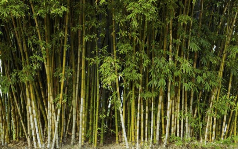 Người xưa dặn: Trước cửa không trồng tre, sau nhà không trồng cây, điều này có ý nghĩa gì? - Ảnh 2. Người xưa dặn: Trước cửa không trồng tre, sau nhà không trồng cây, điều này có ý nghĩa gì? - Ảnh 2.