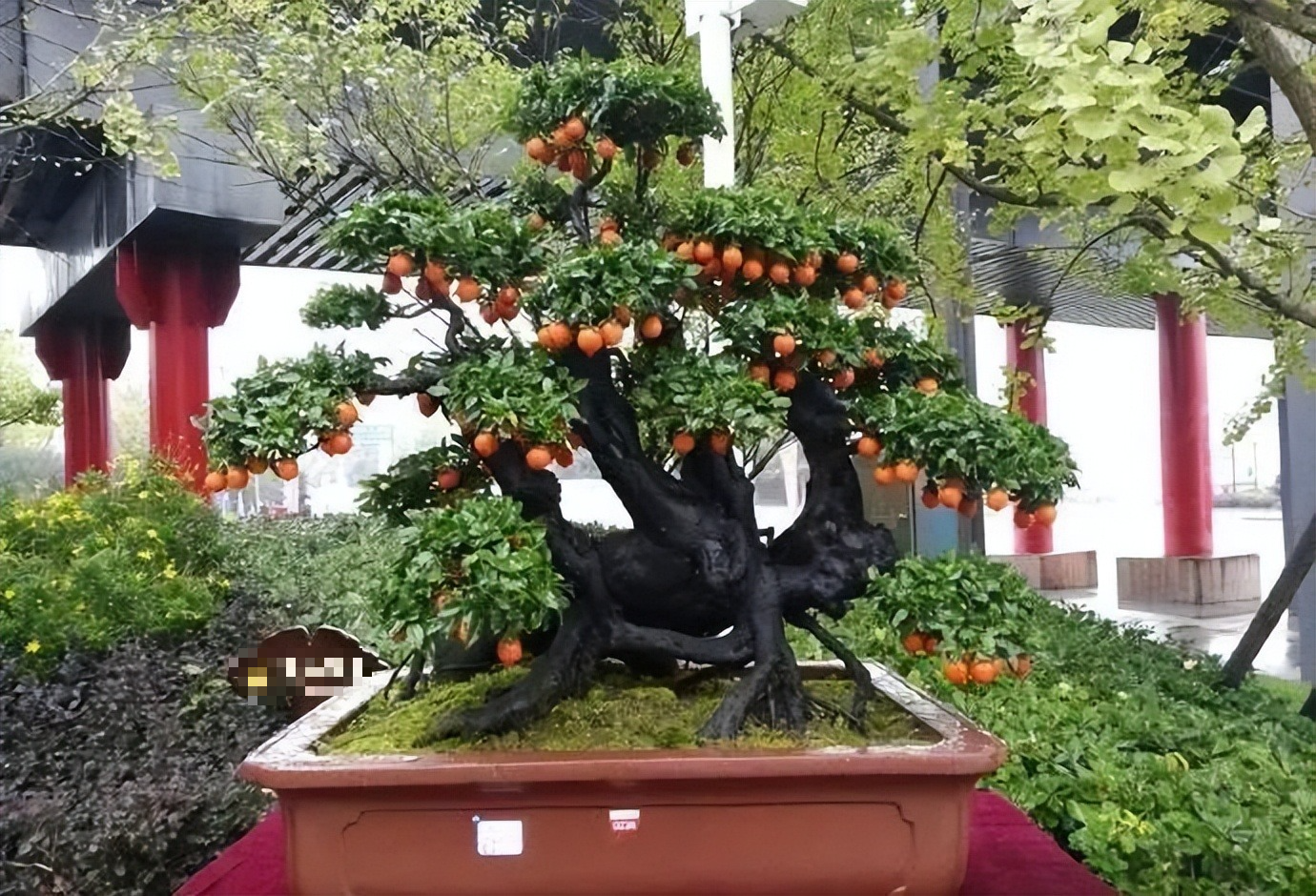 Nhà giàu thích trồng cây cảnh "vàng bạc đầy cành" để thu hút tài lộc, làm ăn phát đạt - Ảnh 3.