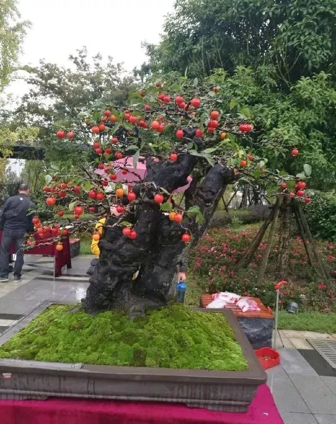 Nhà giàu thích trồng cây cảnh "vàng bạc đầy cành" để thu hút tài lộc, làm ăn phát đạt - Ảnh 6.