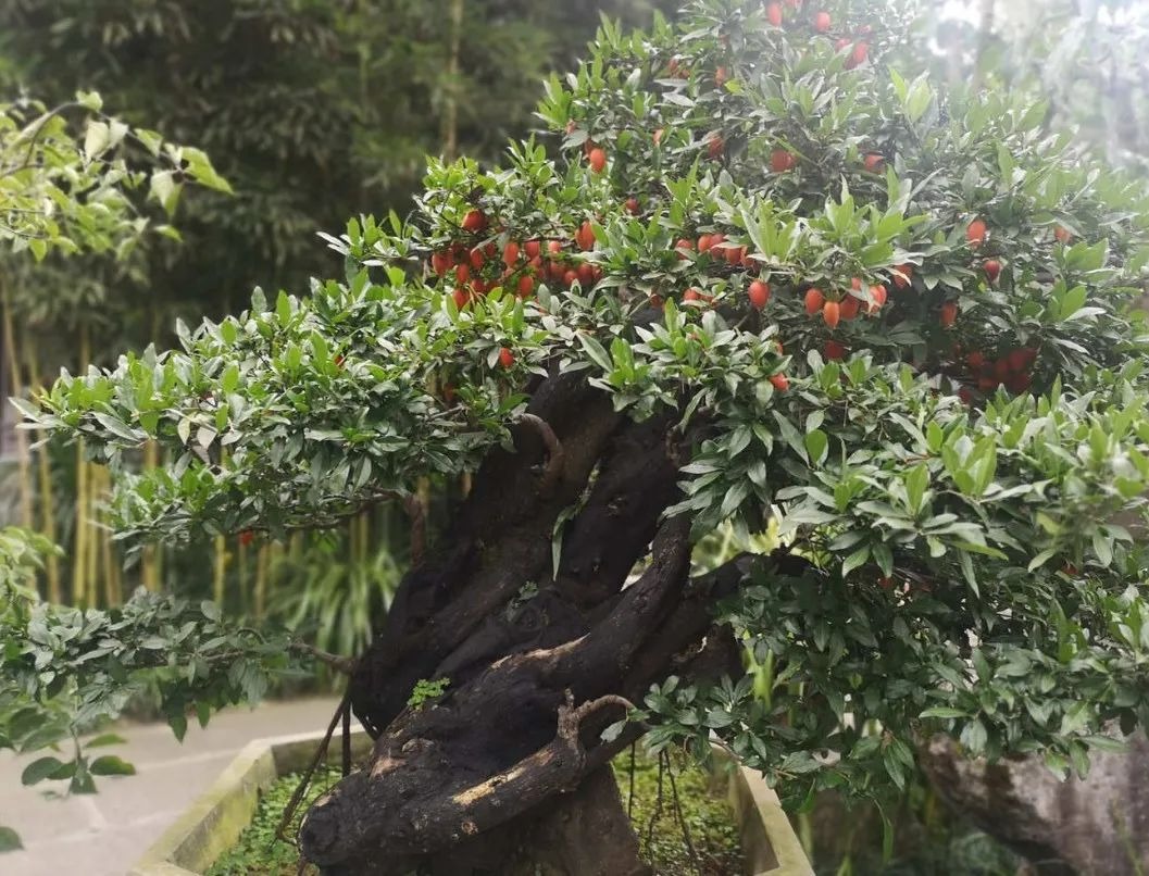 Nhà giàu thích trồng cây cảnh "vàng bạc đầy cành" để thu hút tài lộc, làm ăn phát đạt - Ảnh 8.