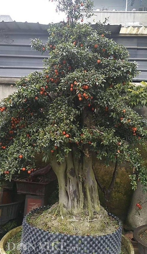 Nhà giàu thích trồng cây cảnh "vàng bạc đầy cành" để thu hút tài lộc, làm ăn phát đạt - Ảnh 4.
