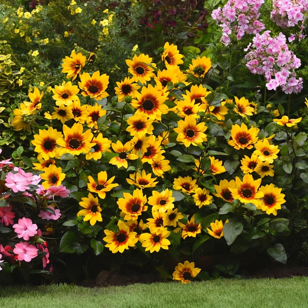 Trồng cây cảnh bằng 3 "loại da" này, cành lá xum xuê, hoa nở liên tục, trĩu cành, thơm ngát  - Ảnh 1.