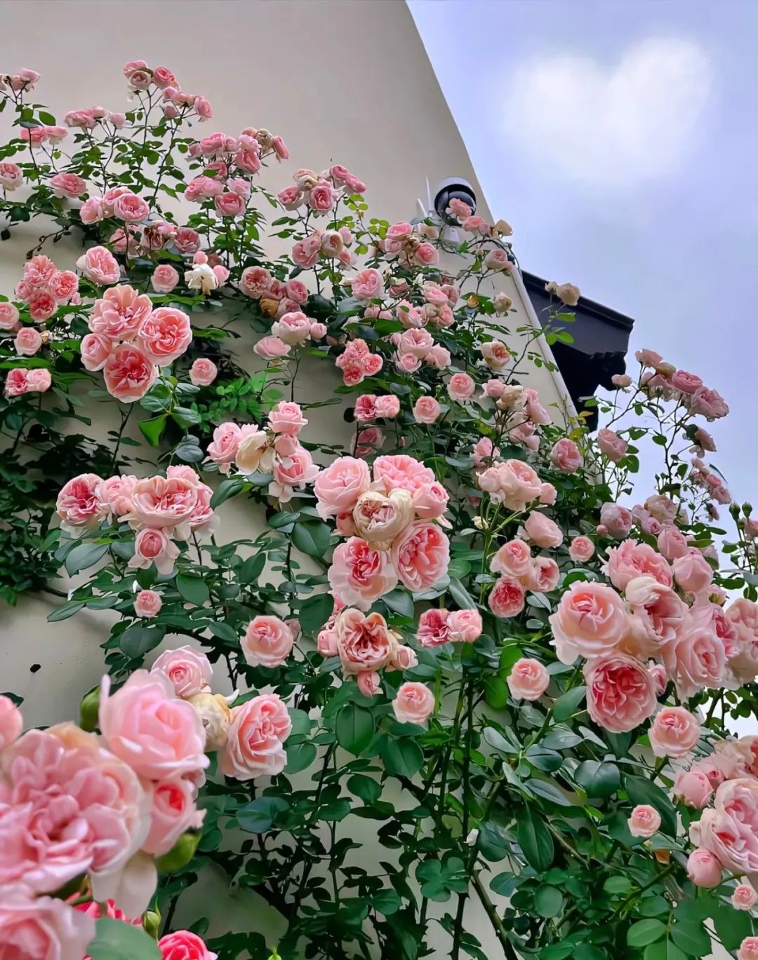 Trồng cây cảnh bằng 3 "loại da" này, cành lá xum xuê, hoa nở liên tục, trĩu cành, thơm ngát  - Ảnh 6.