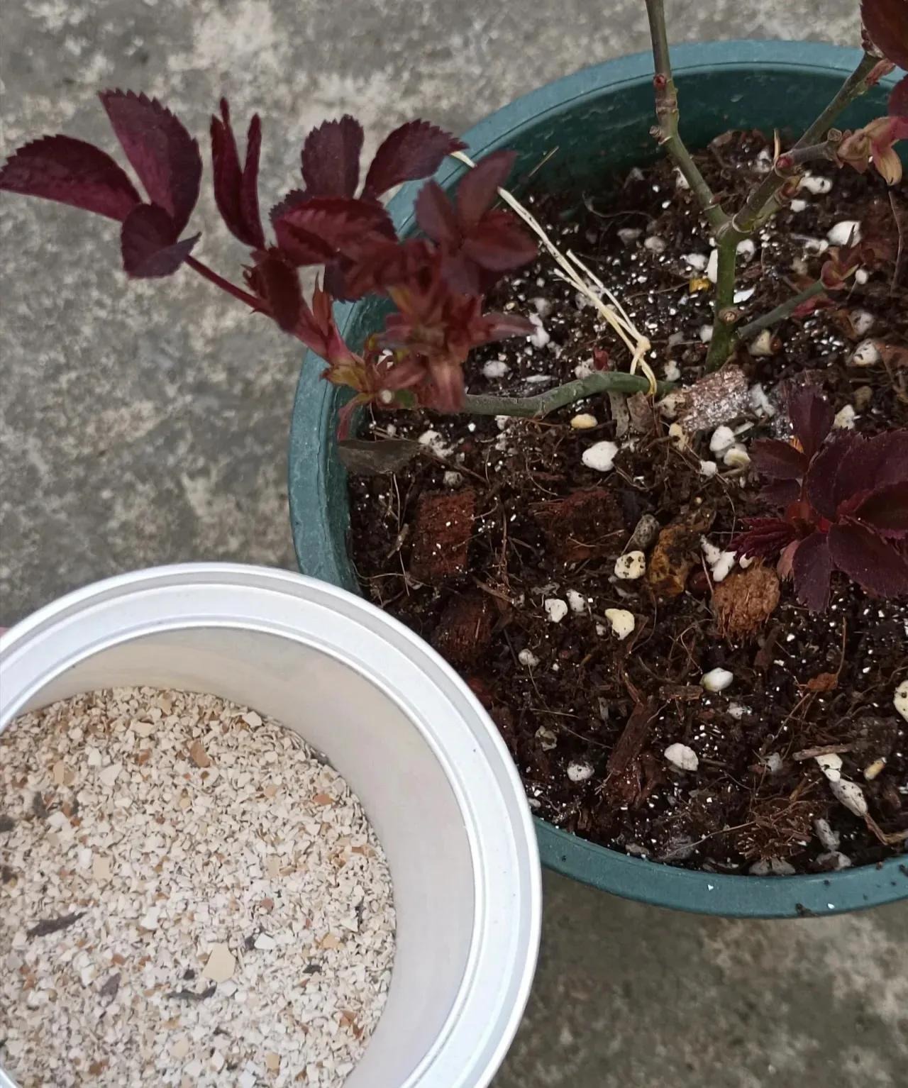 Trồng cây cảnh bằng 3 "loại da" này, cành lá xum xuê, hoa nở liên tục, trĩu cành, thơm ngát  - Ảnh 2.