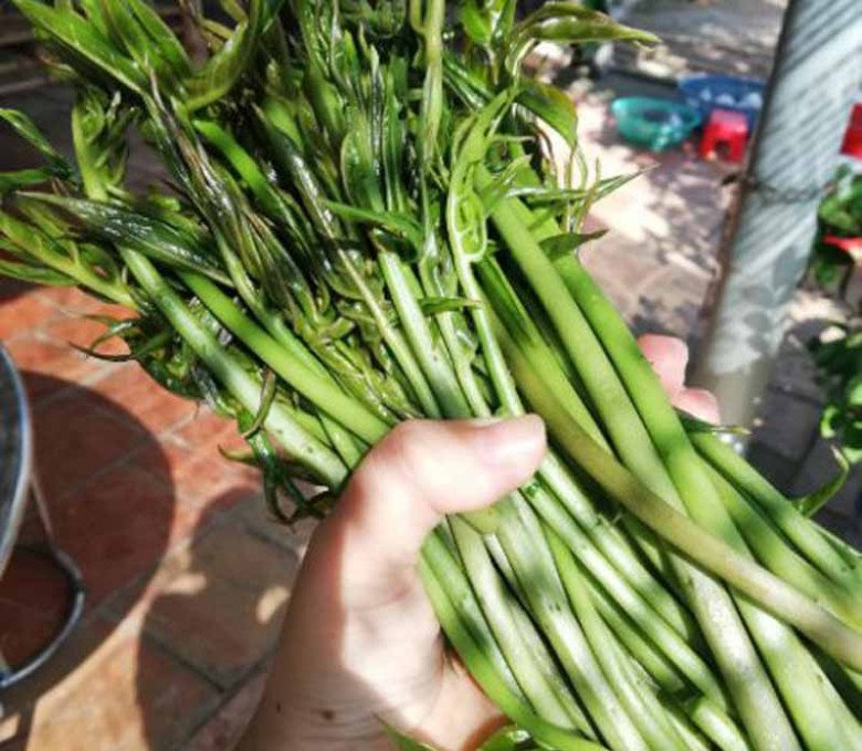 Cây dại cắm đất là lên tua tủa, xưa mọc vạ vật bờ sông nay thành đặc sản 60.000đ/kg, dân lùng mua ăn - Ảnh 3.